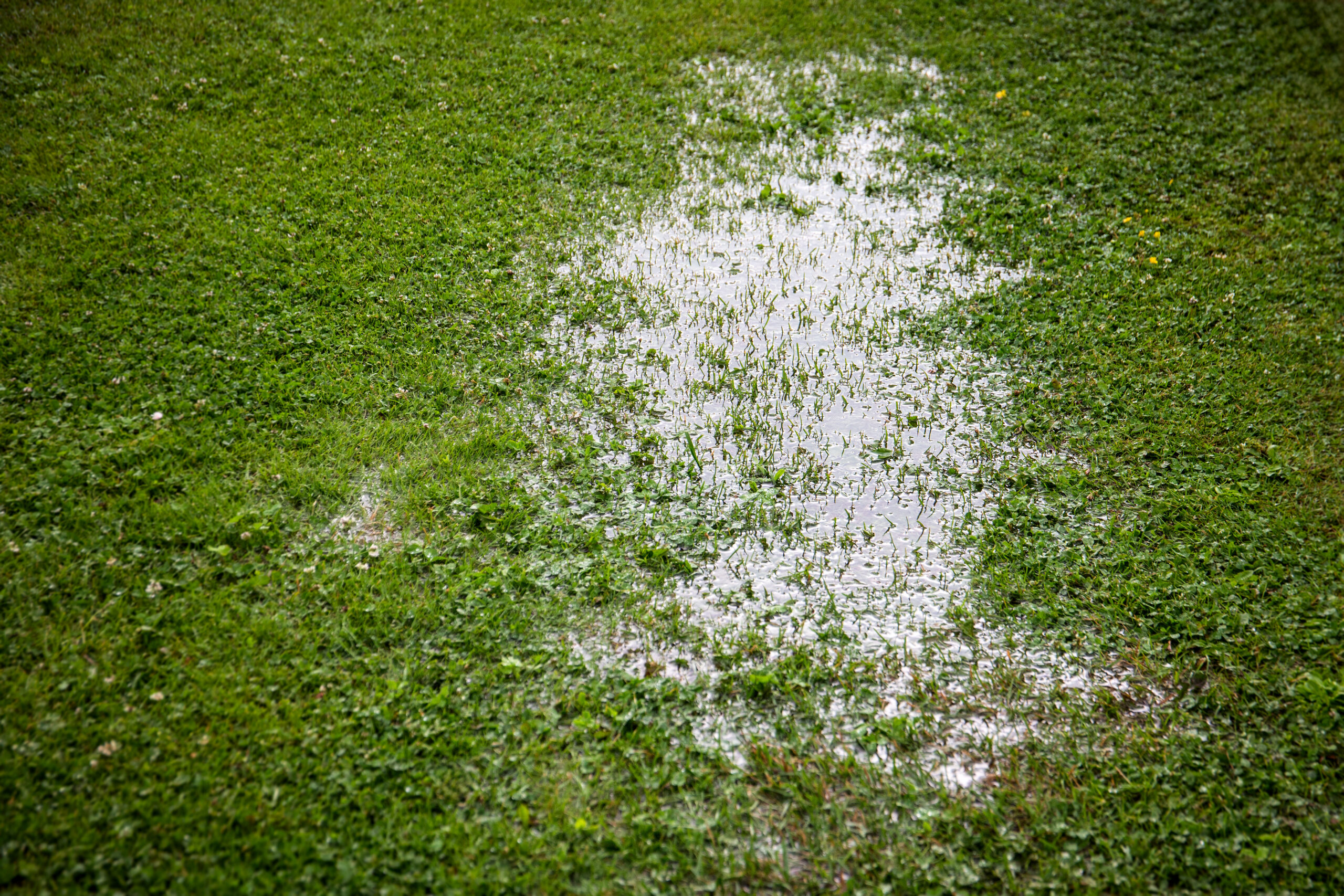 Flooded Lawn After Rainfall Showing Water Saturation and Drainage Problem on Grass Surface